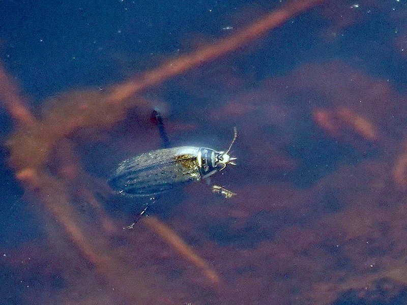 Acilius canaliculatus