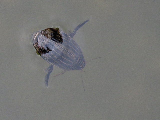 Dytique abeille, acilius sulcatus