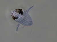 dytique abeille, acilius sulcatus