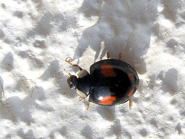 Coccinelle  7 points, coccinella septempunctata