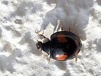 adalie à deux points, adalia bipunctata