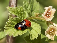 accouplement de coccinelles