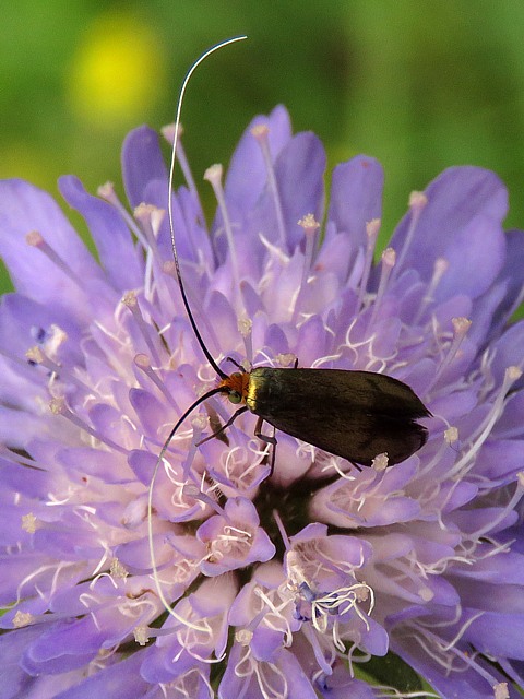 Adle de la scabieuse, nemophora metallica