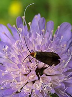 Adèle de la scabieuse, nemophora metallica