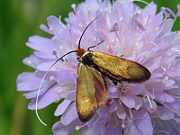 Adèle de la scabieuse, nemophora metallica