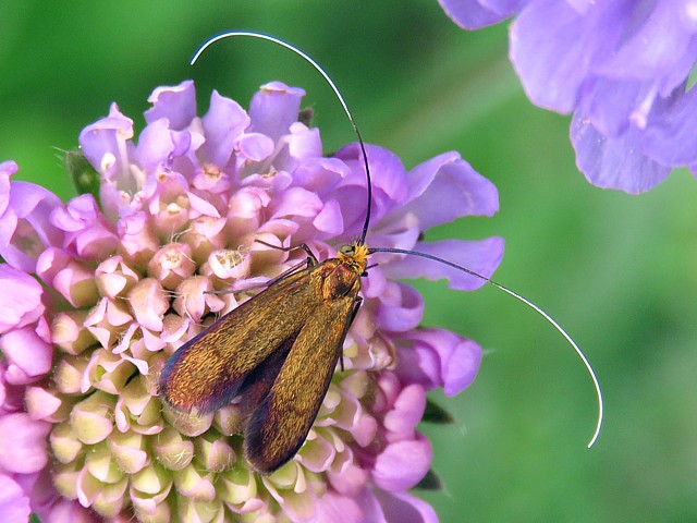 Adle de la scabieuse, nemophora metallica
