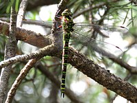 Aeschne bleue, aeshna cyanea
