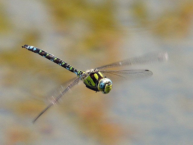 Aeschne bleue en vol