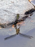 Aeschne en ponte