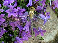 Aeschne bleue immature