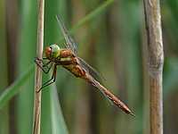 Aeschne isocèle, aeshna isoceles