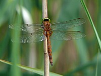 Aeschne isocèle