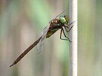 Aeschne isocèle