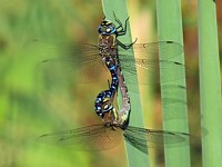 Accouplement de l'aeschne mixte