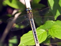 Aeschne printanière, brachytron pratense