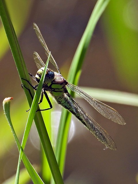 Aeschne printanire, brachytron pratense