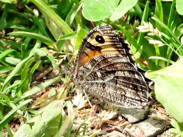 Agreste, hipparchia semele