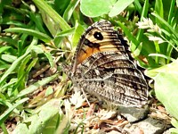 Agreste, hipparchia semele