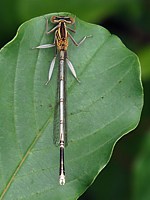 Agrion blanchâtre, platycnemis latipes