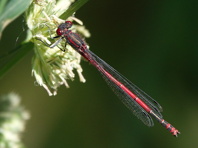 Petite nymphe au corps de feu, pyrrhosoma nymphula