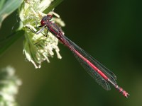Agrion au corps de feu, pyrrhosoma nymphula