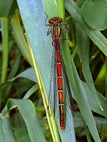 Agrion au corps de feu, pyrrhosoma nymphula