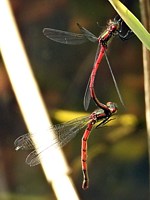 Agrion au corps de feu, pyrrhosoma nymphula