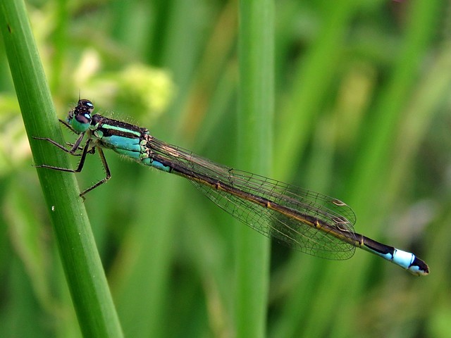 Agrion élégant, ischnura elegans