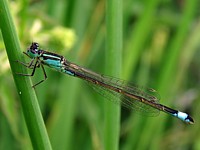 Agrion élégant, ischnura elegans