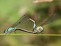 Accouplement d'agrions élégants