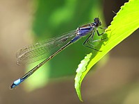 Agrion élégant, ischnura elegans