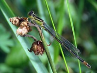 Agrion élégant, ischnura elegans