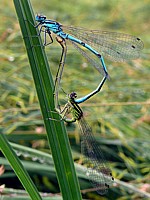 Agrions jouvencelles, accouplement