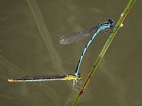 Agrions à longs cercoïdes, erythromma lindenii