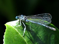 Agrion à larges pattes, platycnemis pennipes