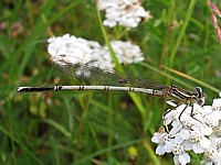 Agrions à larges pattes, mâle immature