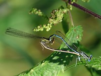 Accouplement d'agrions à larges pattes, platycnemis pennipes
