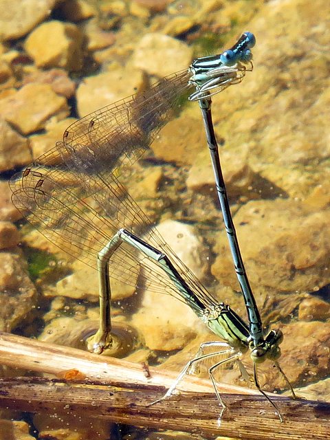 Ponte de l'agrion  larges pattes