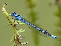 Agrion porte-coupe, enallagma cyathigerum