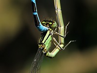 Agrion porte-coupe, gros plan