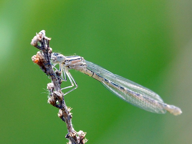 Agrion porte-coupe immature