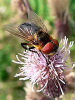 Alophora, alophora hemiptera