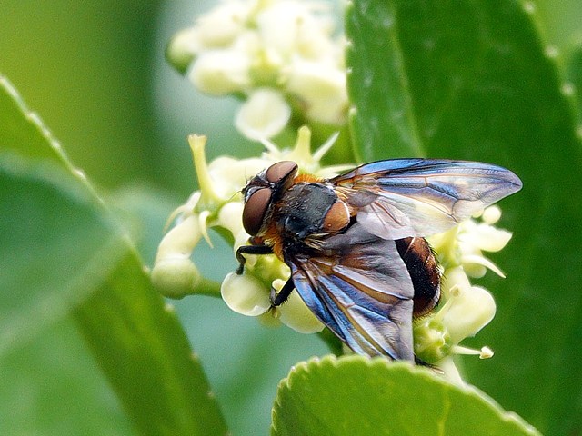 Alophore, alophora hemiptera