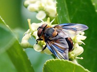 Alophore, phasia diptera