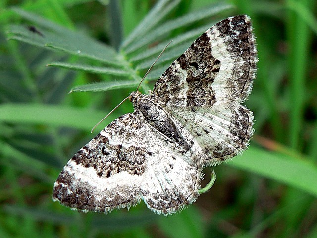 Alternée, epirrhoe alternata