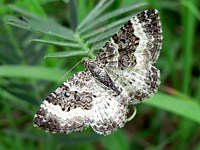 Alternée, epirrhoe alternata