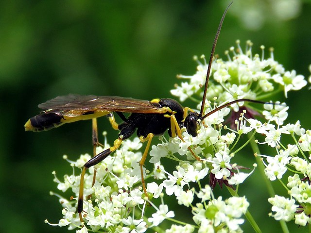 Amblyteles armatorius