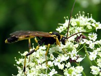 amblyteles armatorius