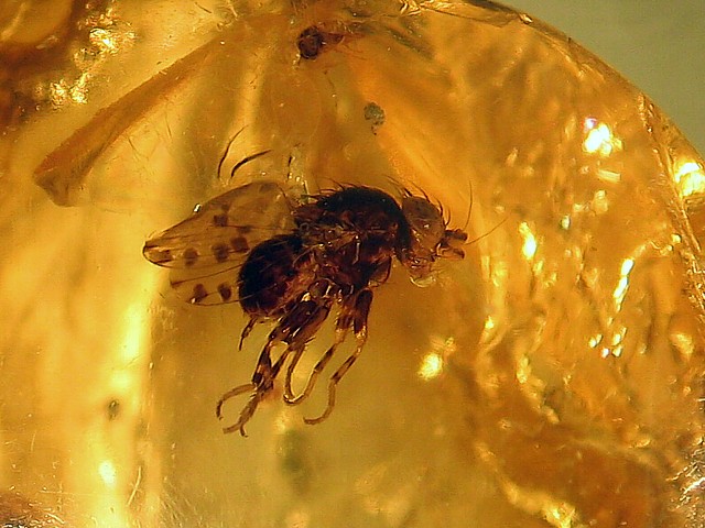 Mouche dans l'ambre