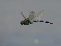 Anax empereur en vol